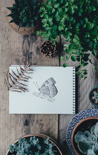 butterfly sketch on white sketchbook