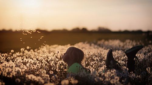girl lying on dandelion field