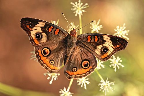 gray and orange butterfly