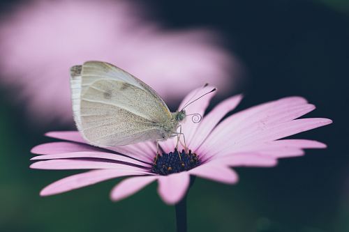 gray butterfly on pink flower