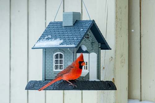 animal red cardinal bird on brown wooden bird house bird