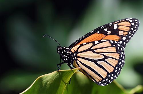 Monarch butterfly on green leaf macro photography
