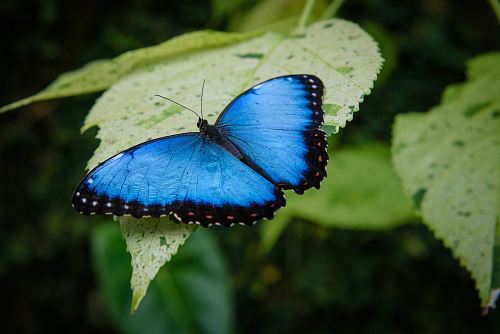 morpho butterfly