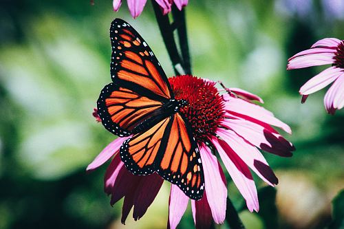 orange and black butterfly