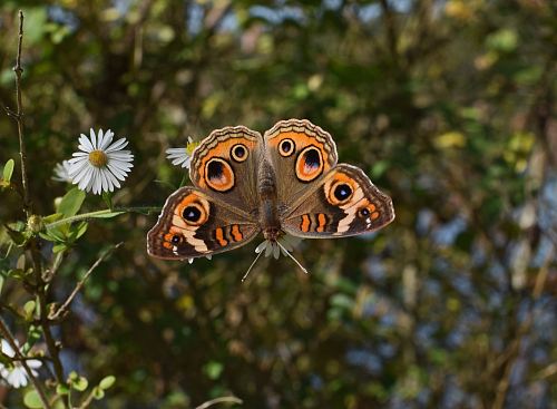 orange butterfly on flower