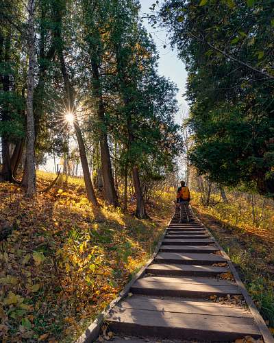 flare brown wooden pathway between green trees during daytime light