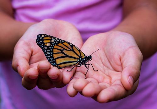 person holding yellow and black butterfly