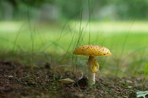 mushroom brown and white mushroom in tilt shift lens agaric