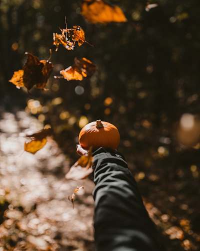 flora person holding orange pumpkin food
