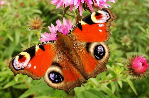 red and brown moth perching on pink flower during daytime