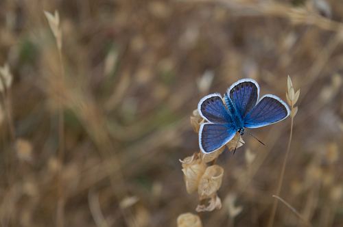selective focus of butterfly on flower