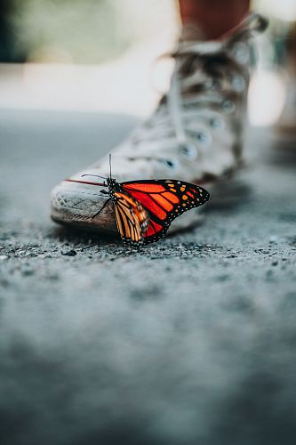 selective focus photo of butterfly on shoe