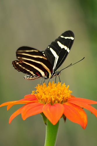 selective focus photography of black butterfly on orange flower