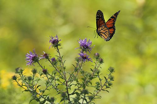 selective focus photography of brown and black butterfly flying near blooming purple petaled flowers