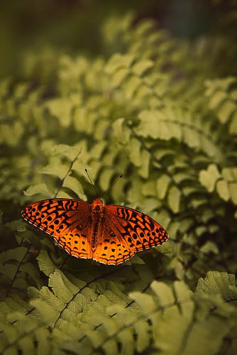 selective focus photography of brown butterfly