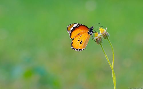 selective focus photography of butterfly on flower
