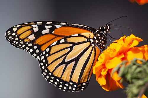 selective focus photography of butterfly on flower