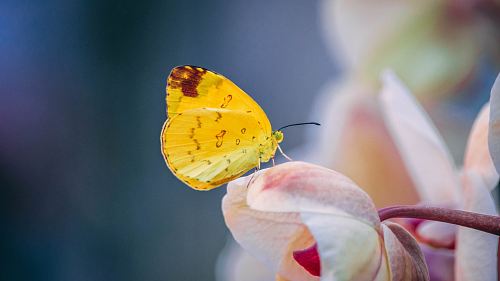 selective-focus photography of yellow butterfly