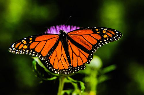 shallow focus orange and black butterfly