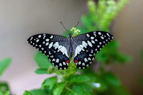 shallow focus photo of black and white butterfly