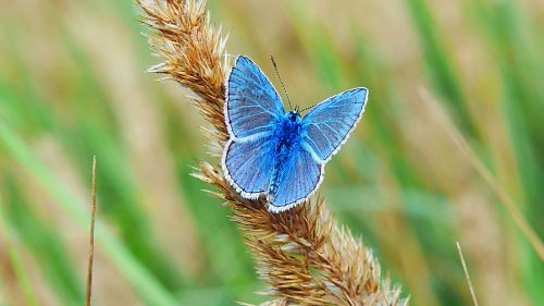 shallow focus photography of blue butterfly