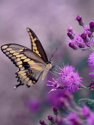 shallow focus photography of yellow and black butterfly
