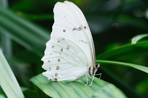 white butterfly on green leafed plant