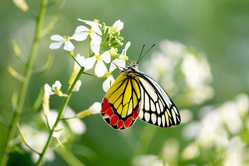 white, yellow, and red butterfly