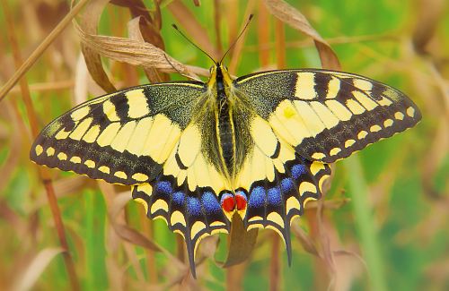 yellow butterfly on dried leaf