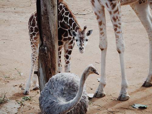 wildlife baby giraffe looking at the ostrich giraffe