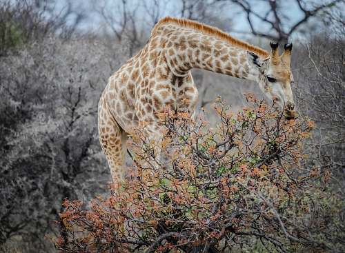 wildlife brown and white giraffe eating leaves giraffe