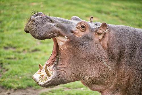 hippo gray hipopotamos mammal