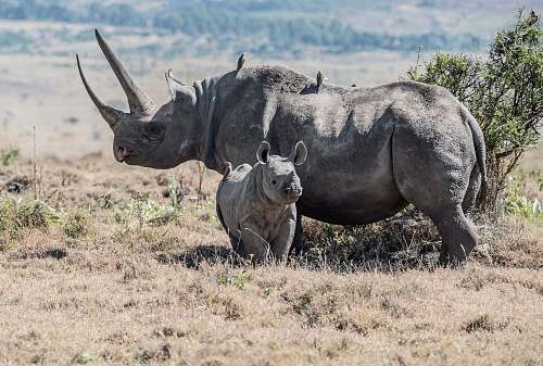 rhino gray rhinoceros parent and offspring on field wildlife