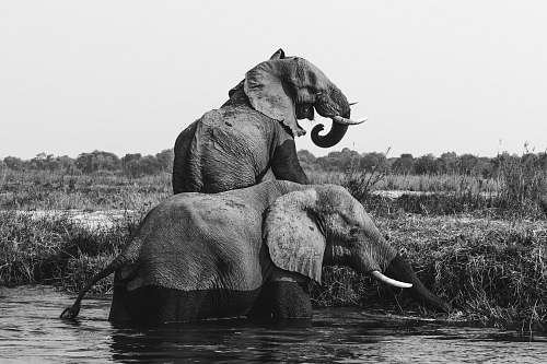 black-and-white grayscale photo of two elephants on body of water elephant