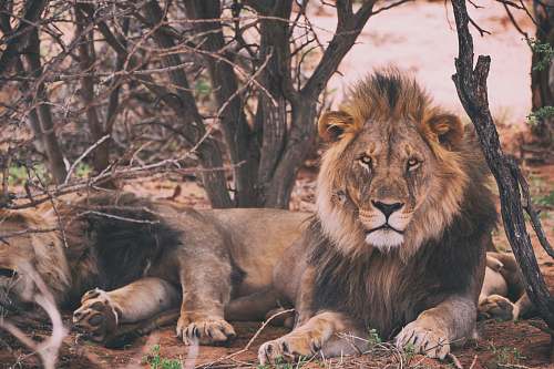 lion lion leaning on trees wildlife