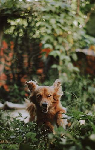 dog long-coated tan puppy walking on grass pet