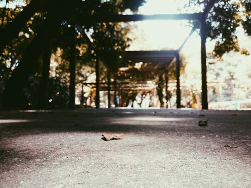 flare brown leaf on ground animal