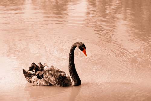 swan swan on body of water during golden hour black swan