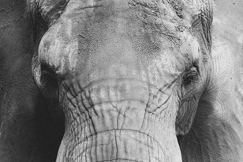 animal grayscale photo of elephant grey