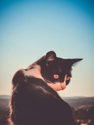 cat black and white cat in selective focus photograhy animal