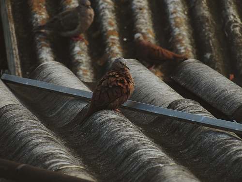 grey brown doves on roof bird