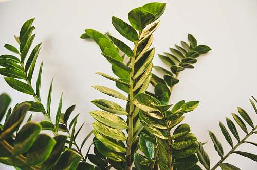 plant green leaf plant close-up photo fern