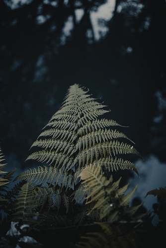 plant green leafed plants fern