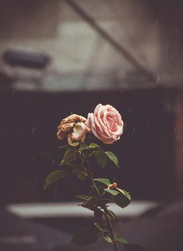 blossom macro photography of pink rose sprout