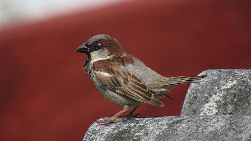 bird selective focus photography of bird standing on gray rocks sparrow