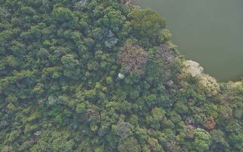 forest aerial view of forest broccoli