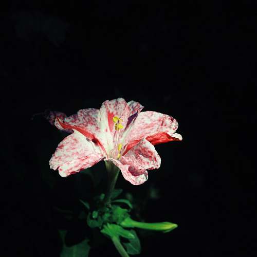 blossom close-up photo of bloomed red and white petaled flower flora