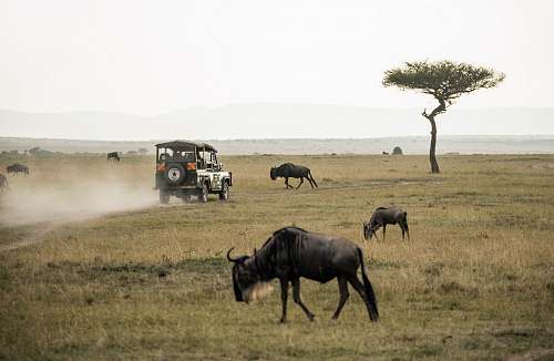 automobile wildebeest on open field car