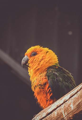 bird orange and green bird perch on brown tree branch close-up photography animal