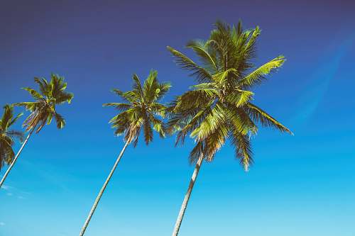 tree 4 coconut trees under blue sky during daytime palm tree